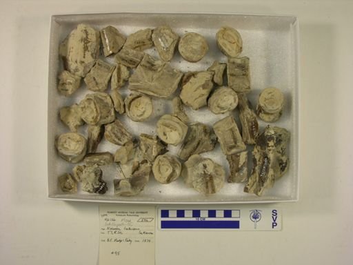 Ichthyodectes sp.