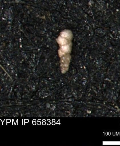 Verneuilinoides kansasensis