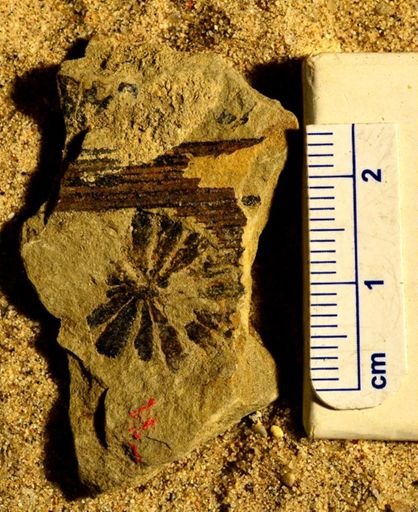 Annularia stellata