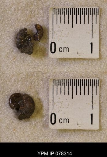 Jeletzkytes nebrascensis
