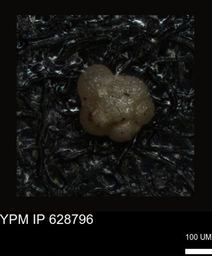 undet. Foraminiferida