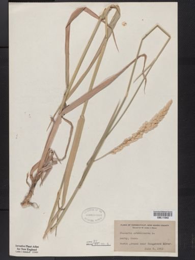 Phalaris arundinacea