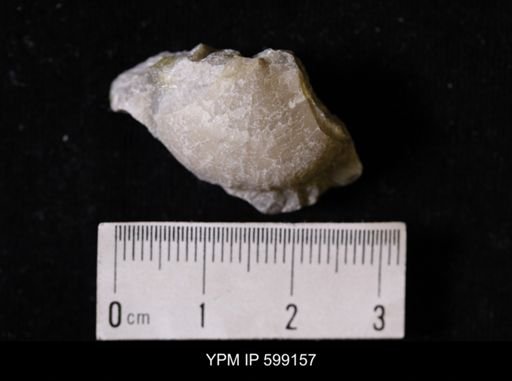 Megamyonia nitens