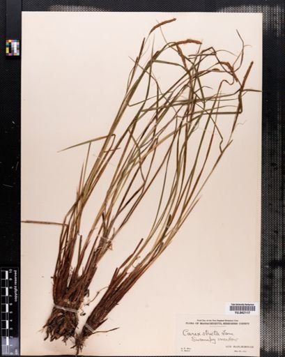 Carex stricta