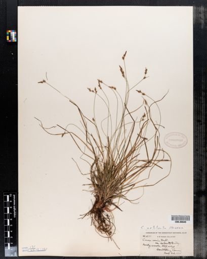 Carex varia