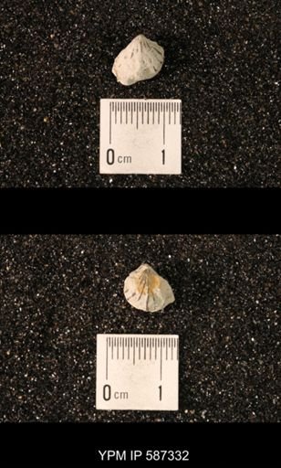 Camarotoechia whitei