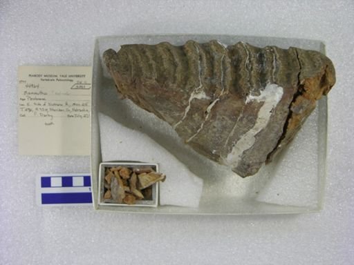 Mammuthus columbi?