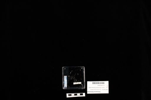 Petrosaurus thalassinus