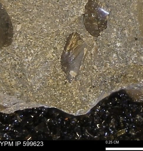 Protocardia subquadrata