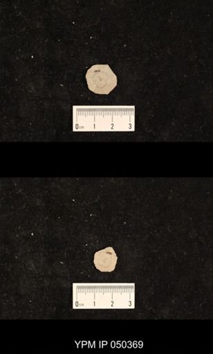 undet. Hexapoda