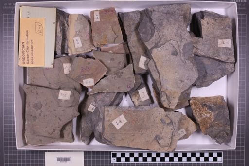 mixed taxa, stratigraphic collection