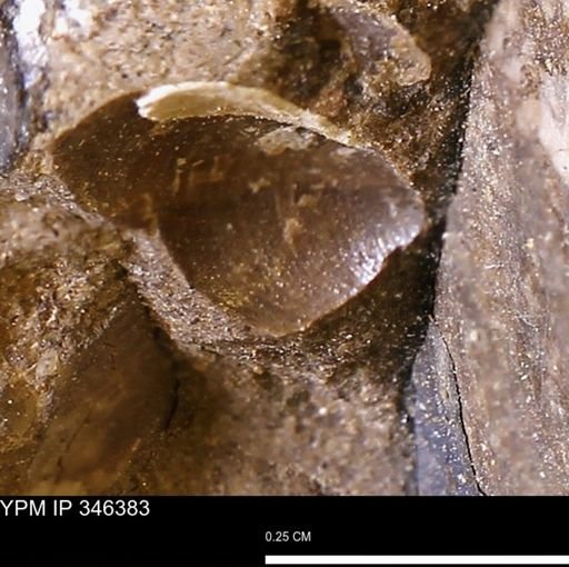 undet. Bivalvia