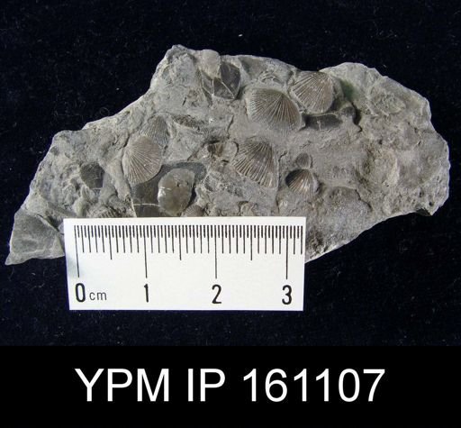 Dalmanella testudinaria