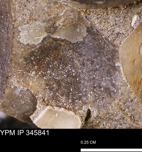 Oxytoma (Hypoxytoma)?