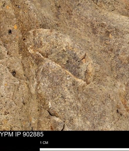 undet. Mollusca