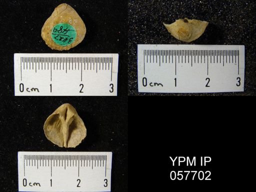 Gypidula multicostata