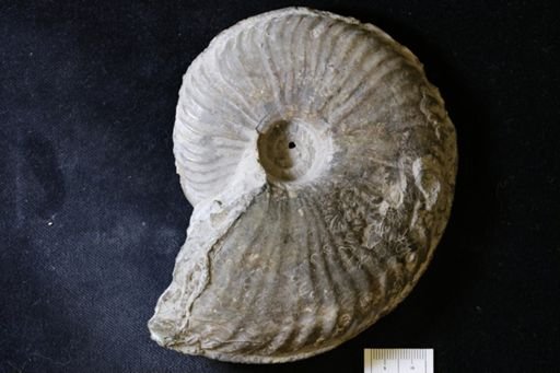 Oxynoticeras guibali