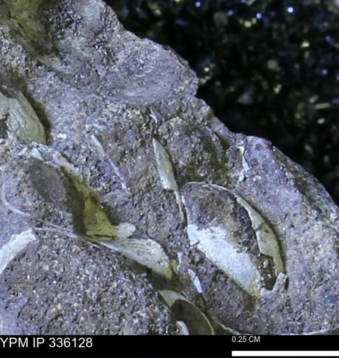 undet. Bivalvia
