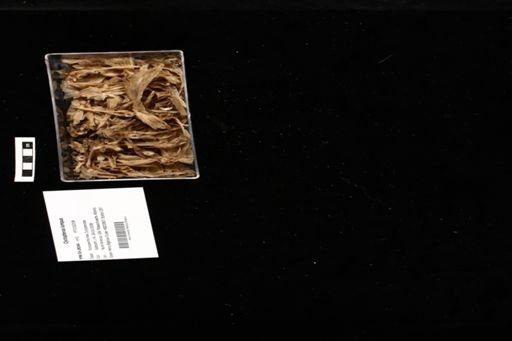 Cyclopterus lumpus