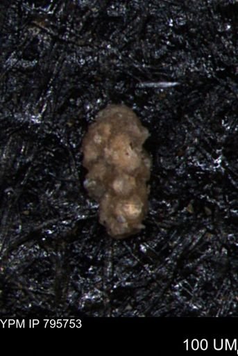 Verneuilina canadensis