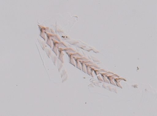Flabellina gracilis
