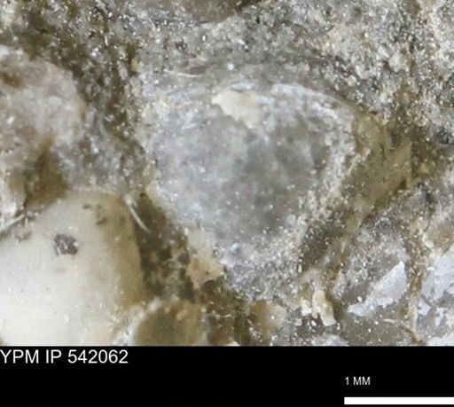 Corbulamella gregaria