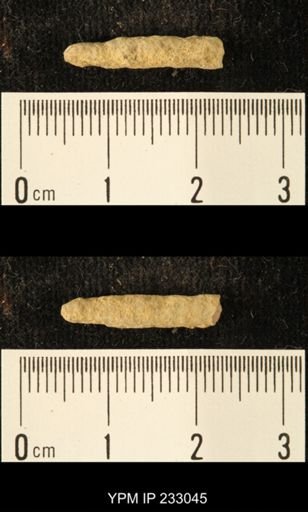 Archaeocidaris sp.