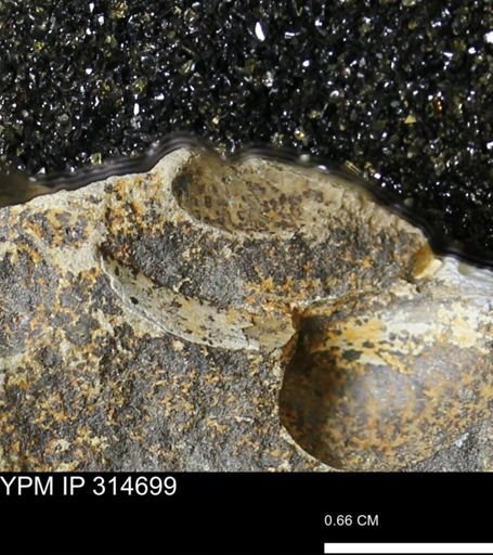 undet. Mollusca