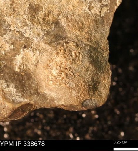 undet. Mollusca