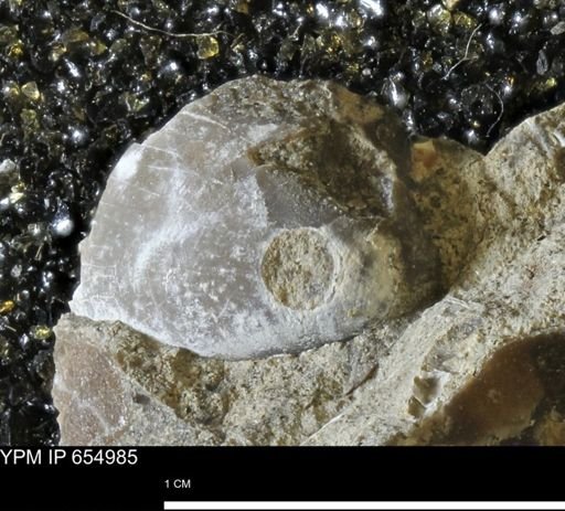 Protocardia
