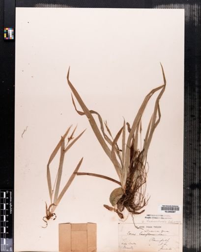 Carex laxiculmis