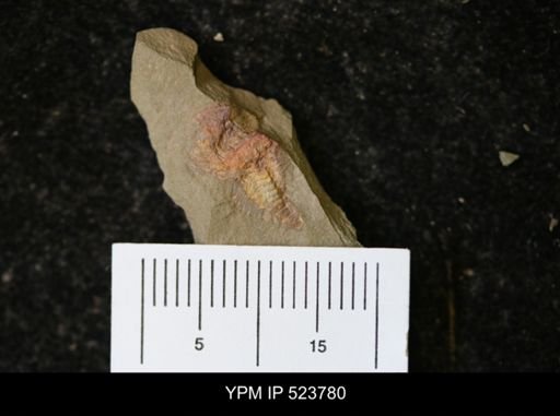 undet. Arthropoda