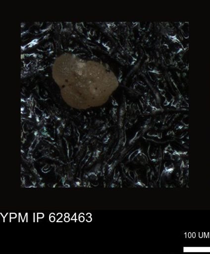 undet. Foraminiferida
