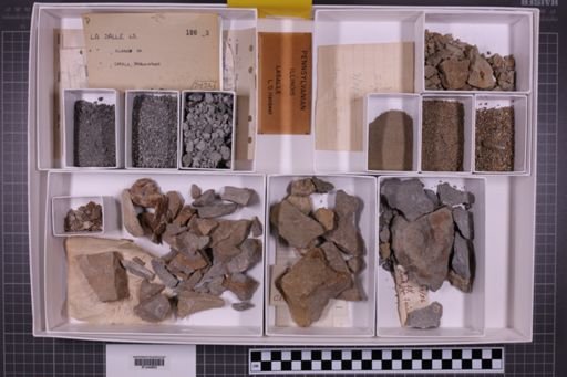 mixed taxa, stratigraphic collection