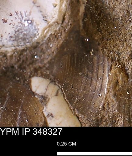 Limopsis striatopunctatus