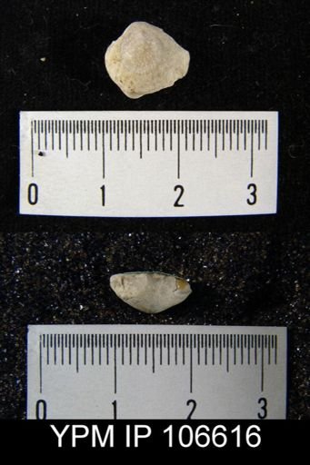 Dalmanella crassa