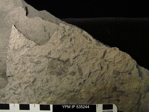 Eurypterida