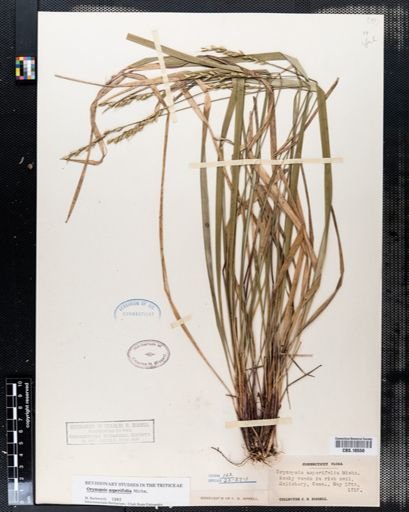 Oryzopsis asperifolia