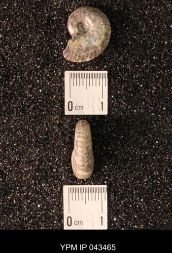 Hoploscaphites nicolletii