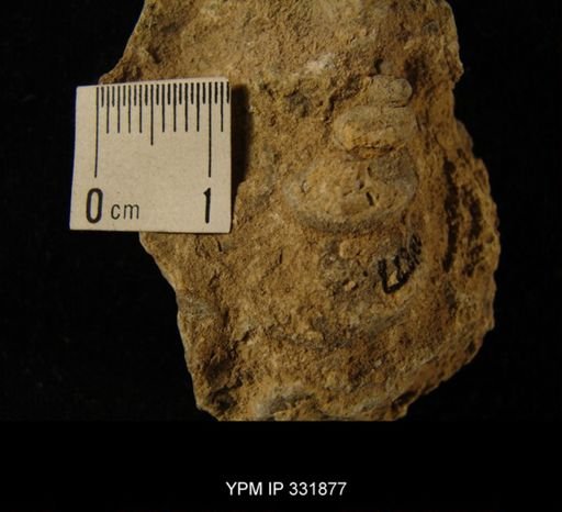 undet. Loxonematoidea