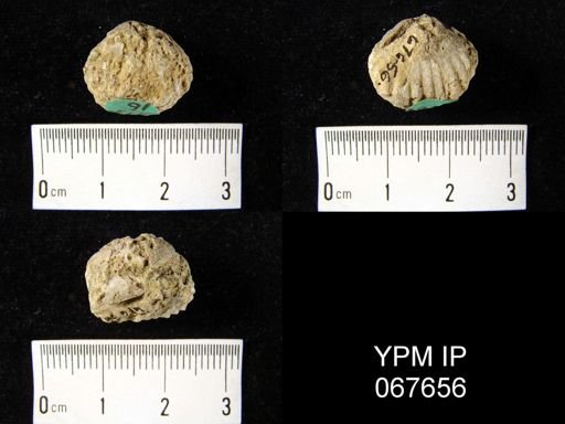 Uncinulus nucleolatus