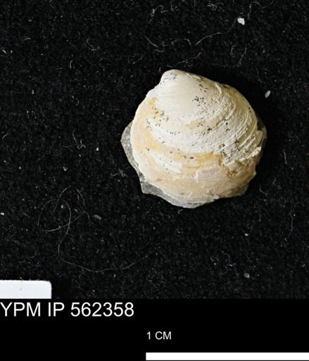 Limopsis striatopunctatus