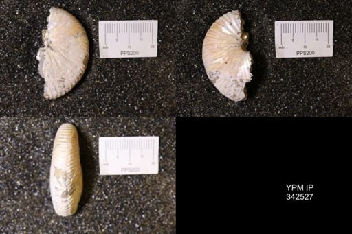 Hoploscaphites sp.