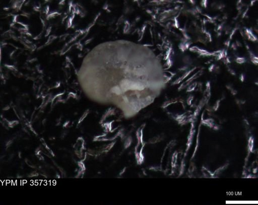 undet. Foraminiferida