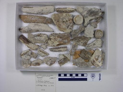 Xiphactinus sp.
