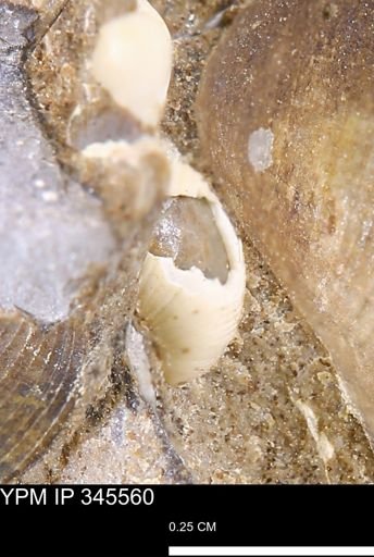 Corbulamella?