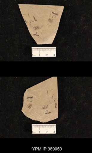 undet. Gryllidae