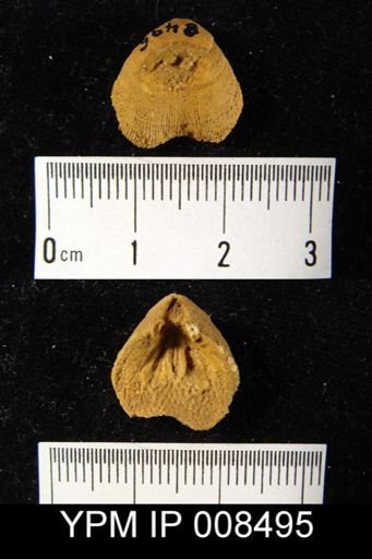 Rhipidomella dubia