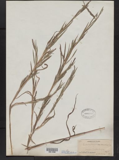 Muhlenbergia mexicana