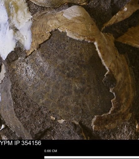 Limopsis striatopunctatus